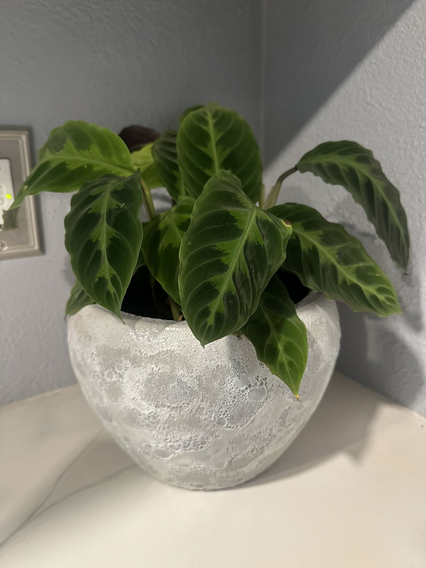 Pot x Velvet Jungle Plant