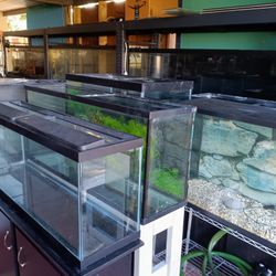 Fish Tank 