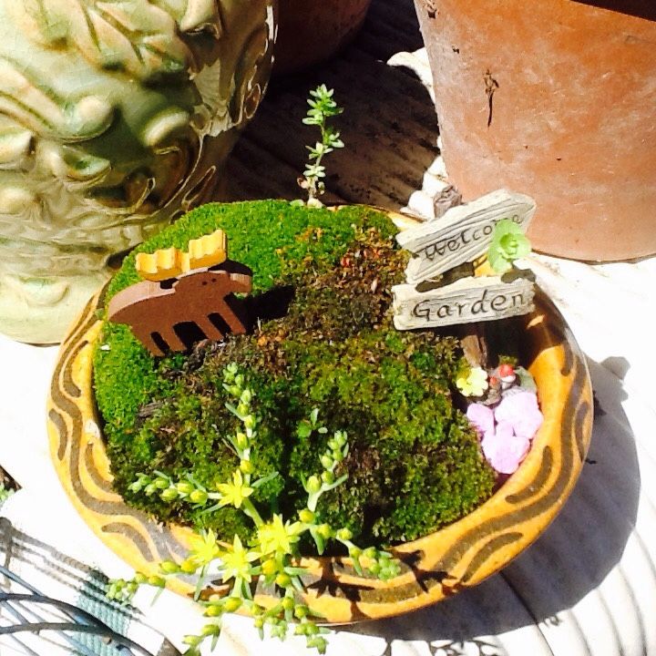Miniature Fairly Garden...Live Moss And Plants