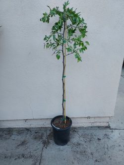 Chinese jujubi