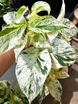 Rare ‘Ricotta Cheese’ Snow Queen Pothos