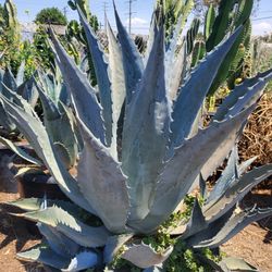 Agave Blue Americana