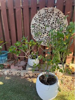 plants for sale