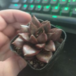 Succulent Houseplants In 2inch Pots 