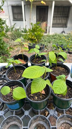 Cherimoya seedlings