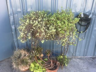 Plants For Sale