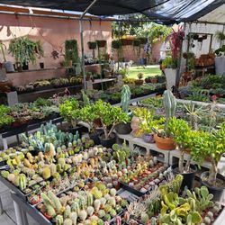 2" Succulents $1 Each