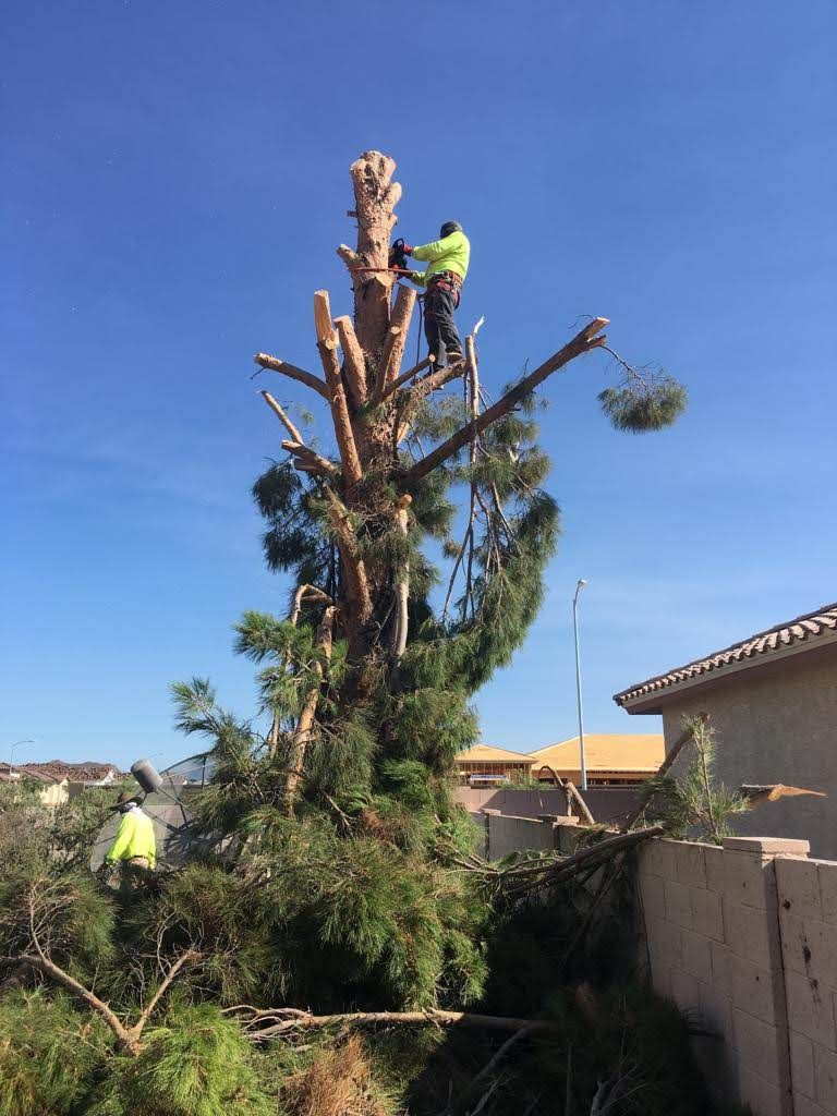 Palmas Y Harboles