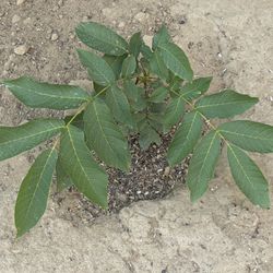 Organic Baby  Walnut Trees