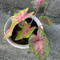 Caladium Plant