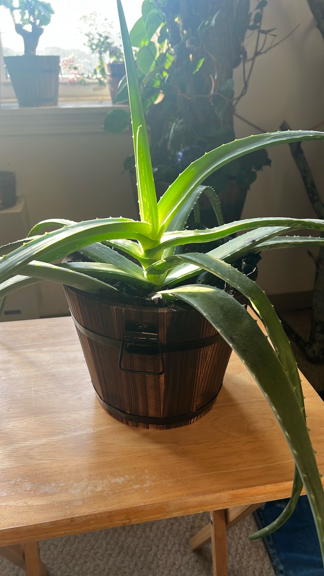 Aloe Vera Plant