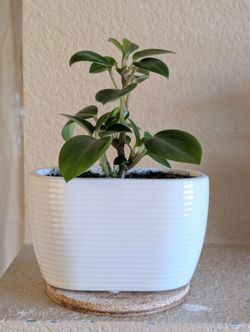 Healthy Beautiful Indoor Plant(Peperomia)