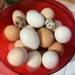 Eggs Organic
