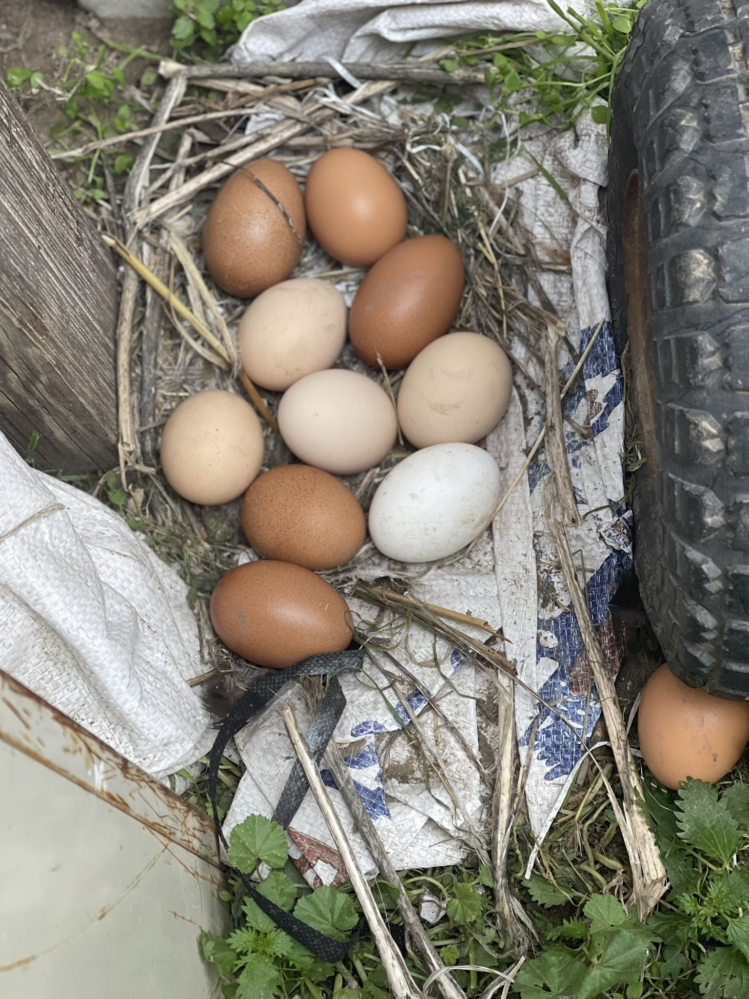 Fresh Eggs