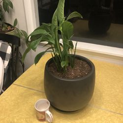 Peace Lilly W/ Planter Pot Indoor Plant 