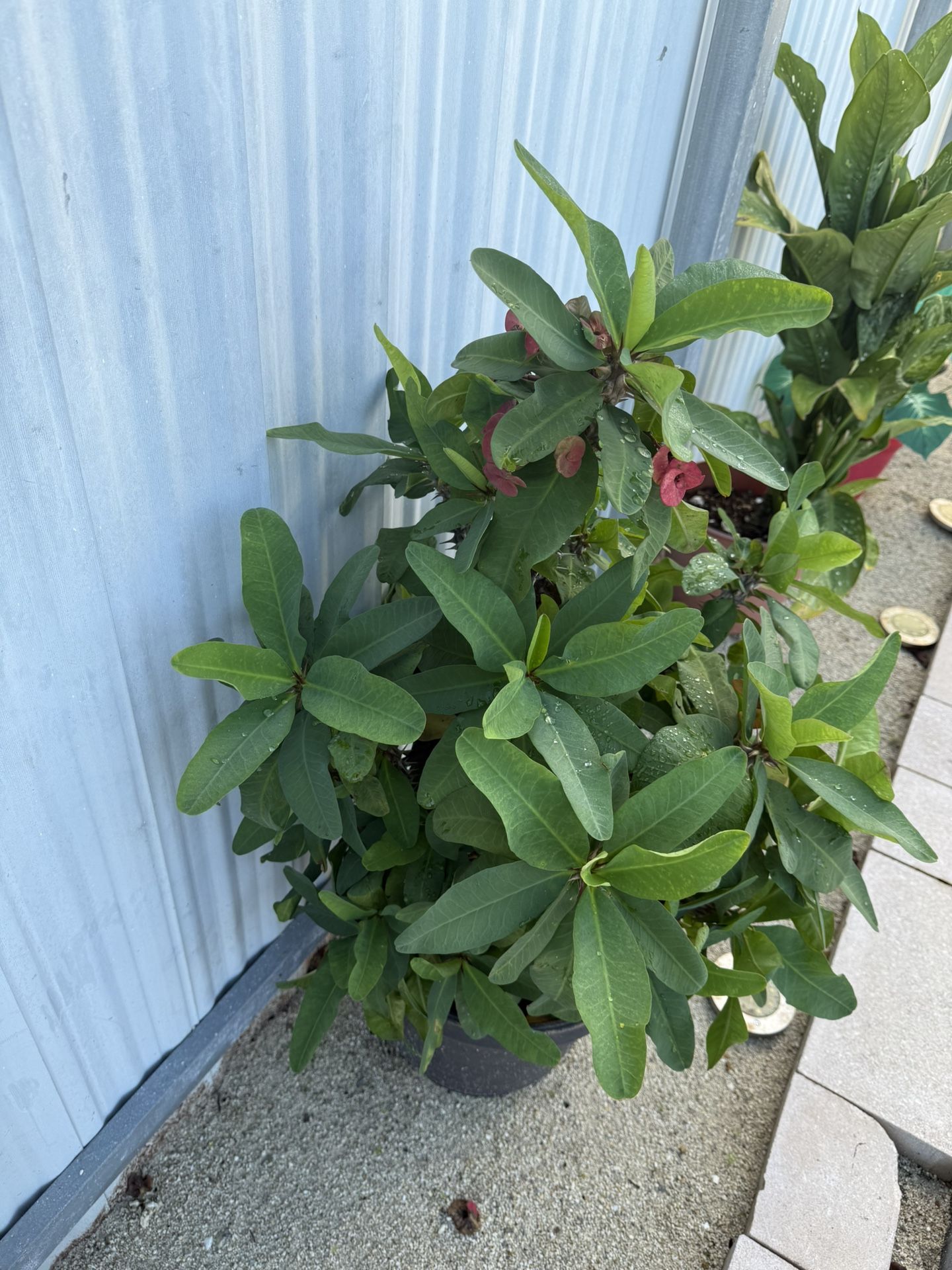Plant