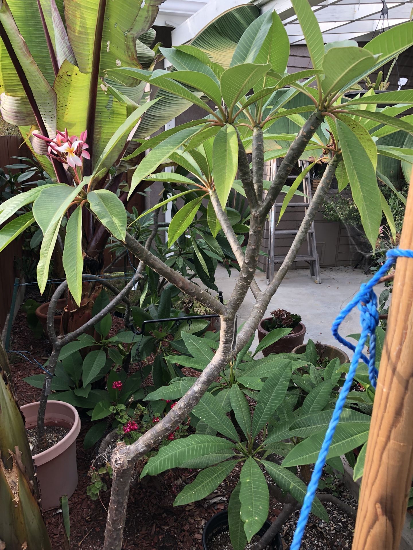 Little Pearl Plumeria 15 gallons