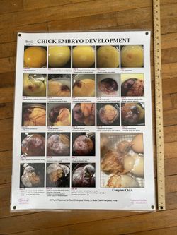 Chick Embryo Development Poster