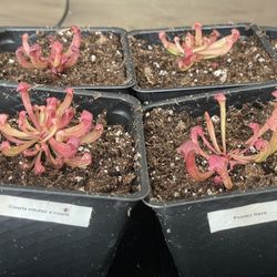 Sarracenia (pitcher plant)