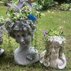 Many Beautiful Succulent Heads