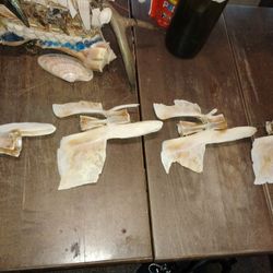 Bill Fish Vertebrates 