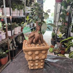 Ginseng Ficus Bonsai Tree 