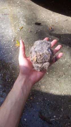 Free Gift 🎁 Steam Cleaner Bacteria/ Stain Remover