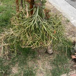 Free Succulents 12114 Springview Dr Whittier 