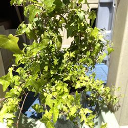Hedera Helix, Common Ivy, English Ivy Plant In 9"H Pot.