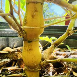 Yellow Buddha Belly Bamboo 3gal Live Plant 