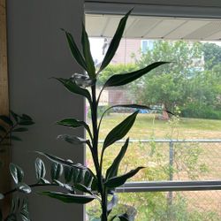 Lucky Bamboo Potted Plant. 