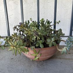 Potted Succulent Plant