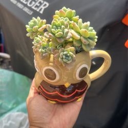 Sedum Clavatum