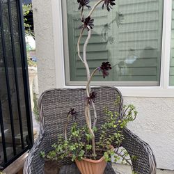 Assorted Succulents planter