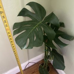Huge 15” Leaf Monstera Deliciosa, Exact Plant, 95820