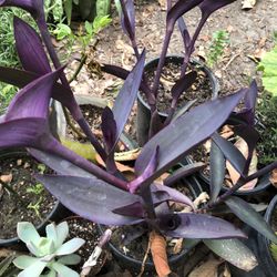 Planta Natural