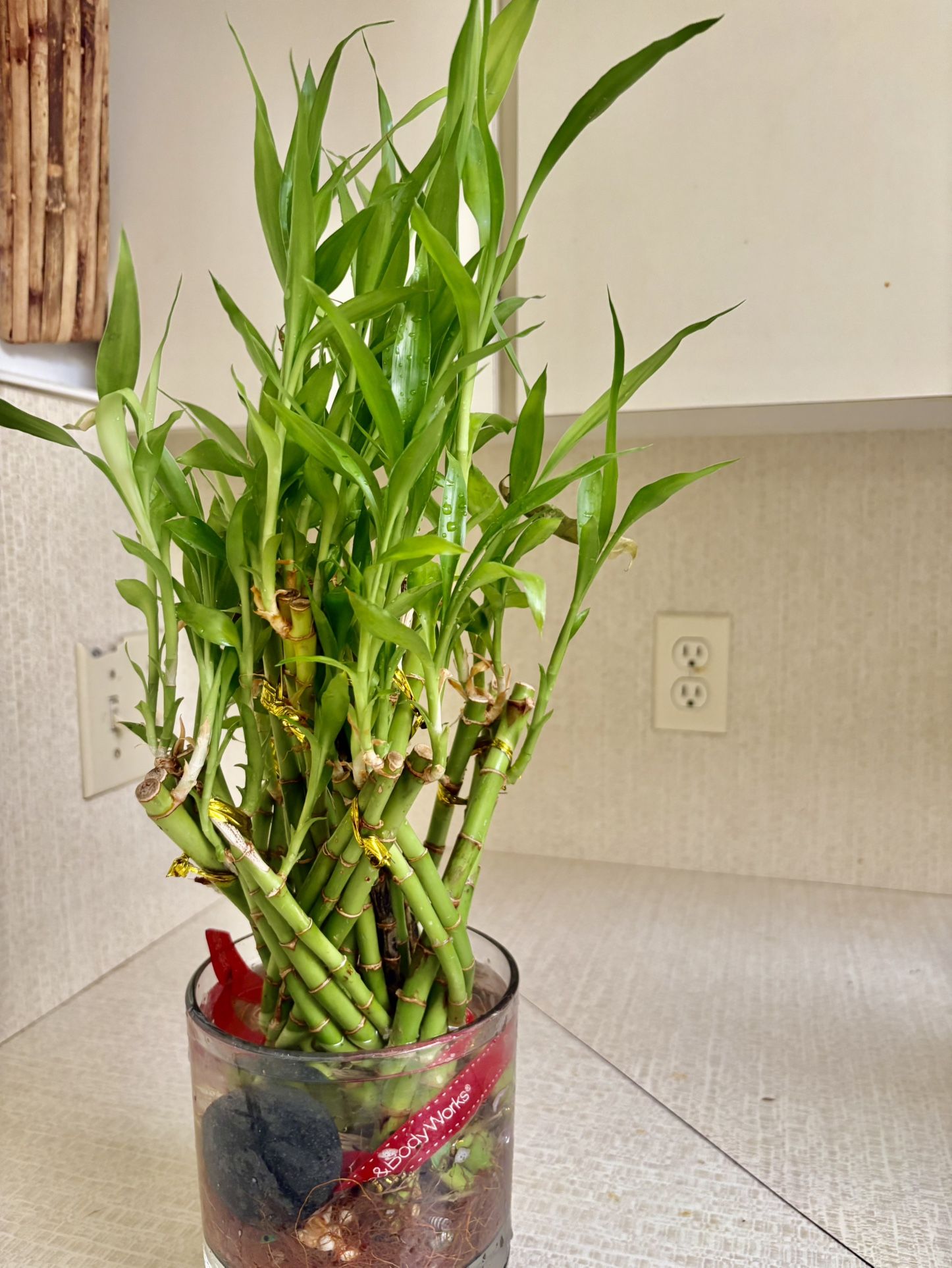 Lucky Bamboo Plant