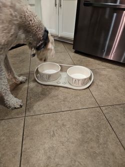 Dog Food Tray