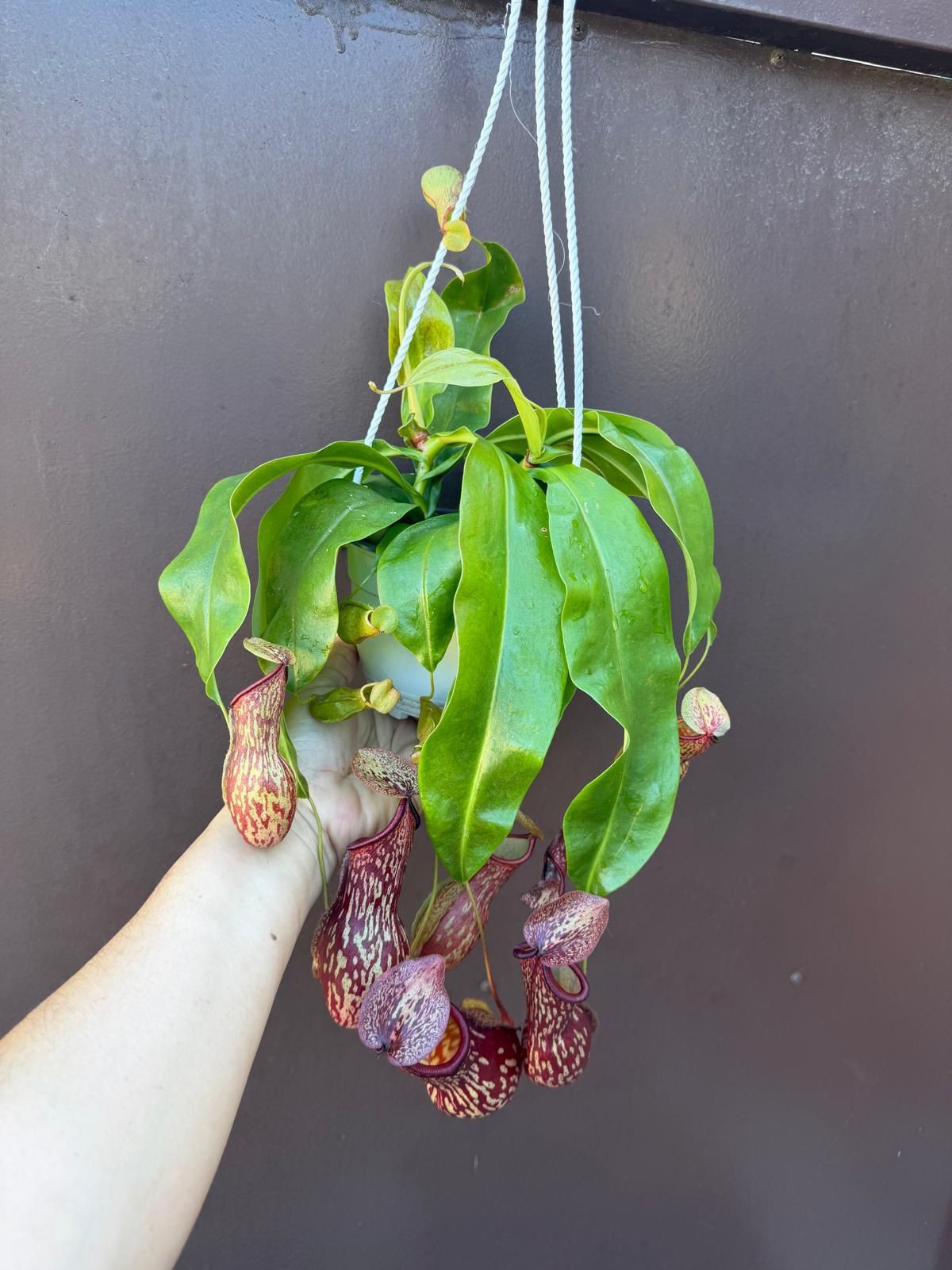 6” nepenthes gaya pitcher plant