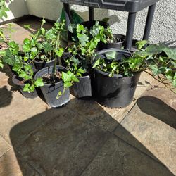 English Ivy – Hardy & Beautiful Climber