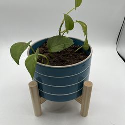 Blue And White Striped Ceramic Planter With Wood Stand And Live Plant