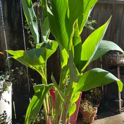 Red Lily Plant 