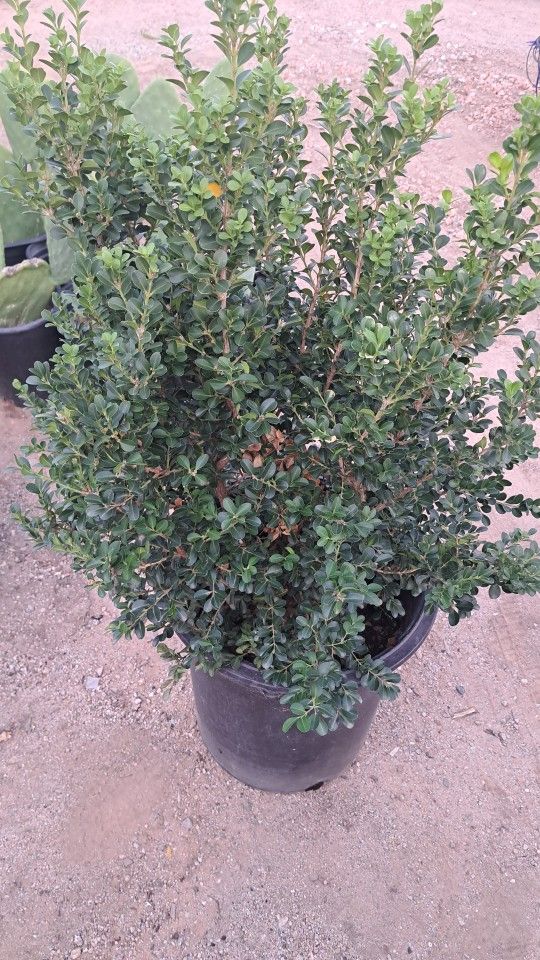 Japanese Boxwood 15 Gallon $65 We Also Have Delivery And Planting Service Available 