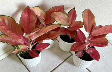 ❤️Are You Done With Fussy Plants? Then TRY ME RED AGLAONEMA❤️Chinese Evergreen❤️$20 EACH