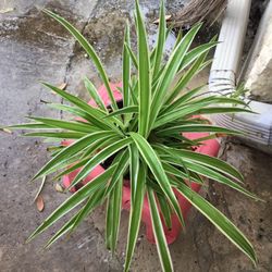 Spider Plant 