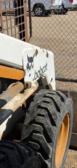 Bobcat