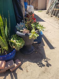 Mazeta con diferntes plantas