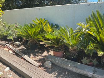 Sago Palm Plants