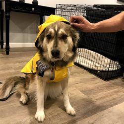 48 Inch Fairly New Dog Crate Meant For Larger Breeds