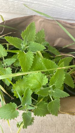 Catnip and pet grass